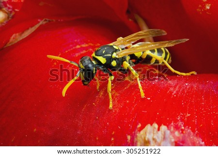 Paper Wasp on a red flower