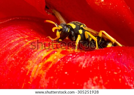 Paper Wasp on a red flower