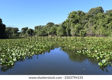 Similar – Image, Stock Photo tendency Nature Climate