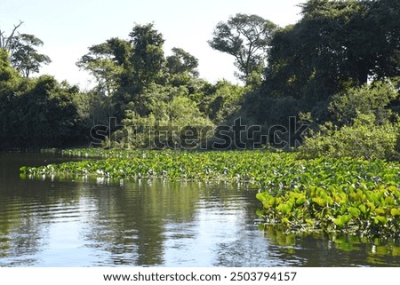 Similar – Image, Stock Photo tendency Nature Climate