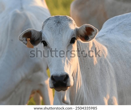 Similar – Image, Stock Photo Herd of cattle with calves on a road