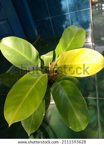 Philodendron Lemon is very beautiful with its dazzling color