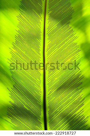 Close up of fern leaf detail shot showing spores .