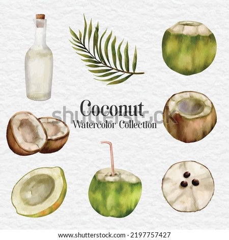 watercolor coconut clip art illustration
