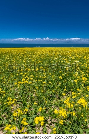 Similar – Image, Stock Photo Rape field with water tower and trees