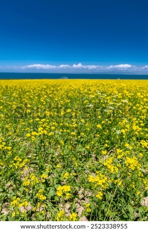 Similar – Image, Stock Photo Rape field with water tower and trees