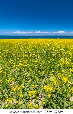 Similar – Image, Stock Photo Rape field with water tower and trees