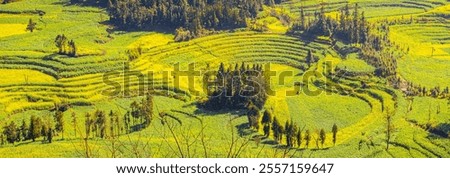 Similar – Image, Stock Photo Yellow golden canola field in the summertime