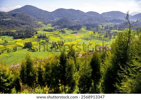 Similar – Image, Stock Photo Yellow golden canola field in the summertime