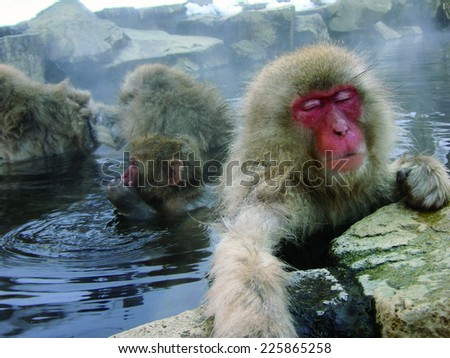 wild monkeys entering the hot springs.japan