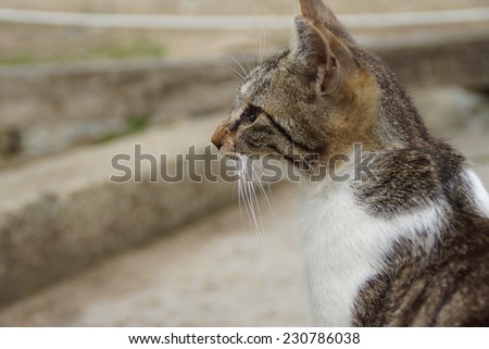 Stray cat, Japan