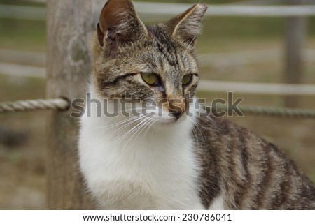 Stray cat, Japan