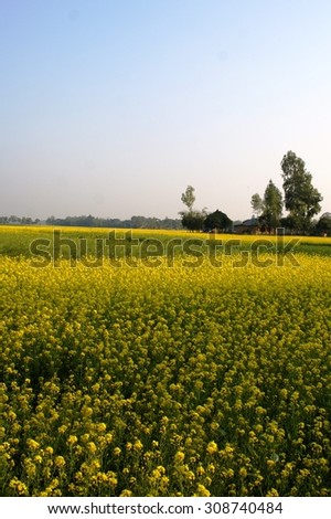 Field mustard and farm women, Bangladesh