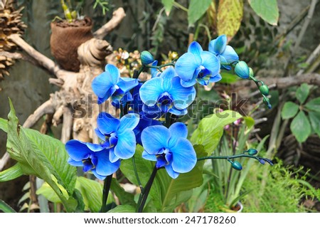 Blooming beautiful blue orchid in the garden