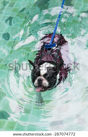 A lovely french bulldog is swimming in the pool with joyful