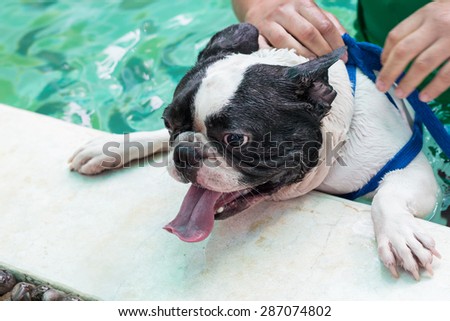 The trainer is fitting the life vest for a french bulldog before the swimming