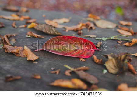 A close up shot of a fallen red leaf on a wooden table in a park in autumn surrounded with sere brown leaves Imagine de stoc © 