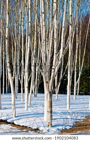 White Bark Himalayan Birch Trees Betula utilis jacquemontii  in the Snow Photo stock © 