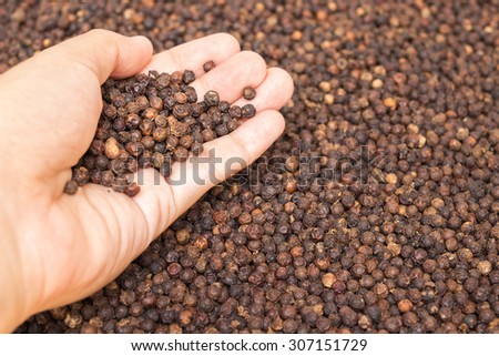 Black peppercorn in hand