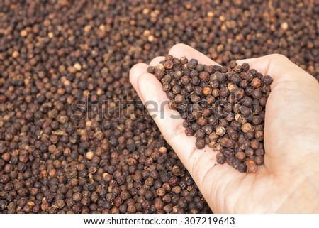 Black peppercorn in hand