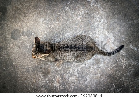 Top View Cat Isolated On Cement Floor Background 562089811 Top View Cat Isolated On Cement Floor Background 562089811
