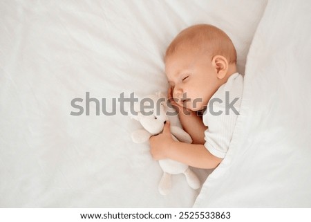 Similar – Image, Stock Photo Portrait of a toy poodle breed dog