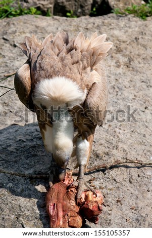 European griffon vulture eating meat