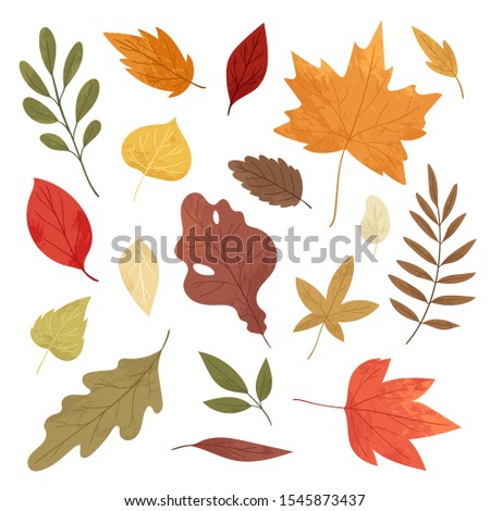 Botanical autumn collection. Seasonal set of hand drawn colorful fallen leaves, twigs, berries, acorns, forest mushrooms, tree branches. Cartoon textured vector illustration in realistic style