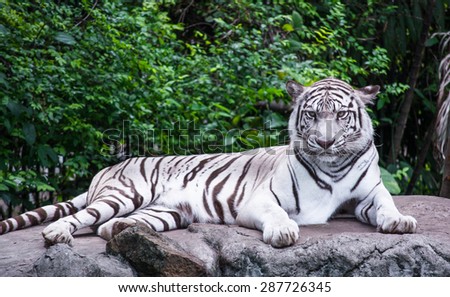 white tiger sitting on the rock