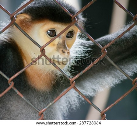 Monkey are trapped in the cage,sad at zoo.