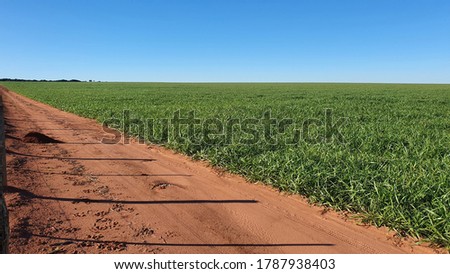 Crop rotation brachiaria in flat field  Foto stock © 