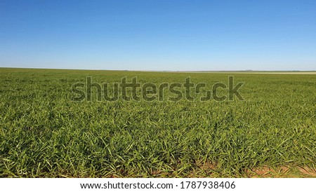 Crop rotation brachiaria in flat field  Foto stock © 