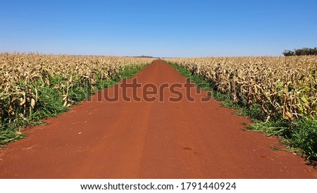 corn crop in intercropping with brachiaria pasture Foto stock © 