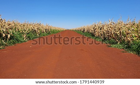 corn crop in intercropping with brachiaria pasture Foto stock © 