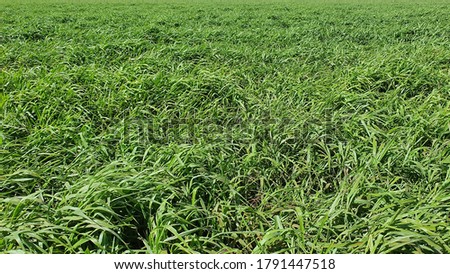 brachiaria grazing field for crop rotation Foto stock © 