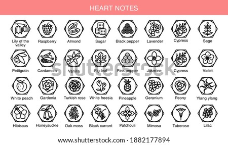 Vector set icons aromas heart notes. Heart notes pyramid chart with examples of popular aroma essences. Scent categories are oriental, woody, fresh and floral. Trend  examples of scents.