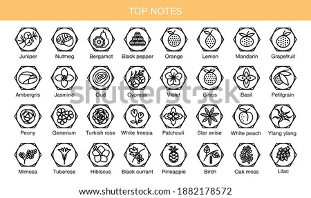 Vector set icons aromas top notes. Top notes pyramid chart with examples of popular aroma essences. Scent categories are oriental, woody, fresh and floral. Trend  examples of scents.