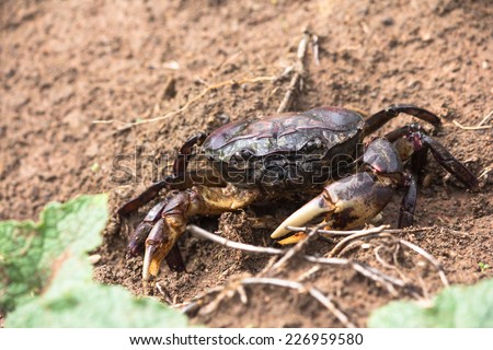 Mud crab finding some food on low tide