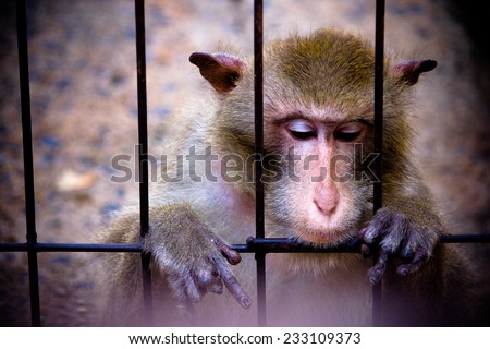 monkey : monkey feeling sad