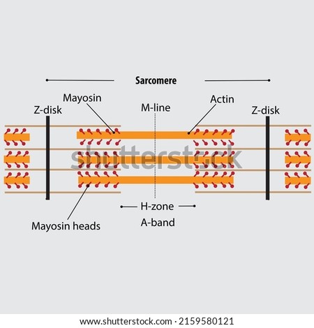 Structure of the sarcomere. The contractile unit of skeletal muscles. myosin and actin filaments, discs, myosin heads, m-line, a band, are labeled in this vector drawing of sarcomere