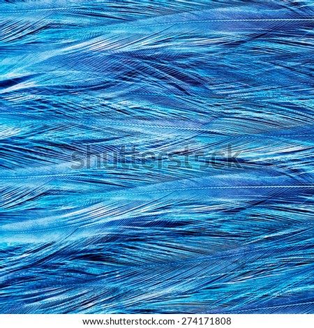 Background image of the bird\'s blue feathers