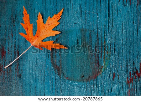 orange autumn leaf on an old teal painted piece of wood
