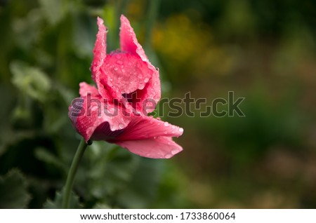 Similar – Image, Stock Photo Pink poppy flower after rain in the garden. Flower head with water drops in full bloom, close-up.