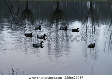 Winter landscape and refletions on the water Foto stock © 