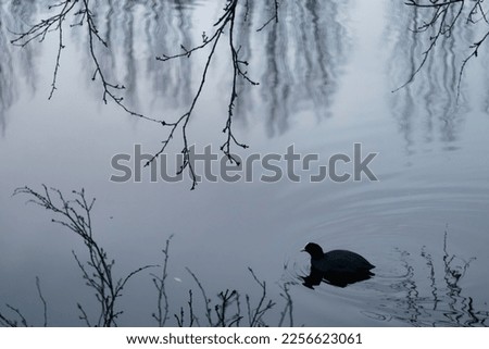 Winter landscape and refletions on the water Foto stock © 