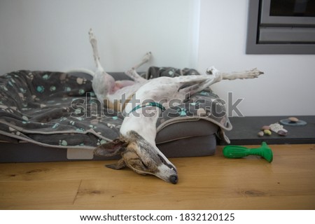 Fast asleep, this large pet greyhound dog assumes an unusual position, with back legs in the air, front legs crossed, nose on the floor. Comfy dog bed