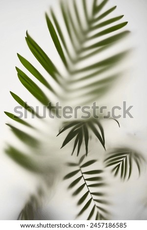 Similar – Image, Stock Photo shadow plays Leaf leaves