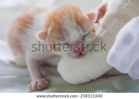 baby cute orange cat on white cotton background