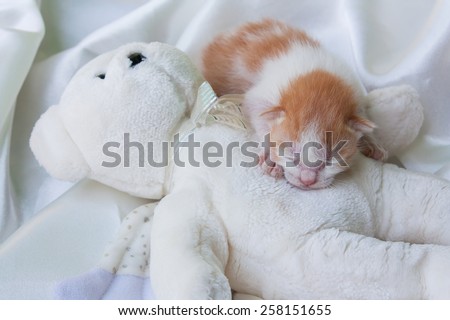 baby cute orange cat and teddy bear on white cotton background