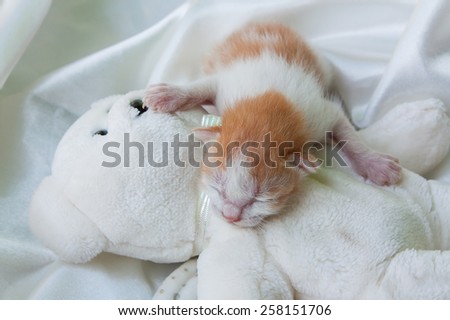 baby cute orange cat and teddy bear on white cotton background
